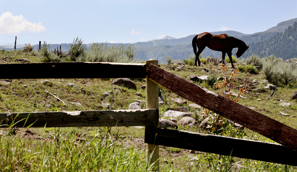 Kingsley Images Avalanche Ranch Colorado Horse